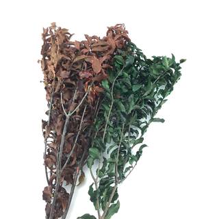 Preserved Wutong Leaves